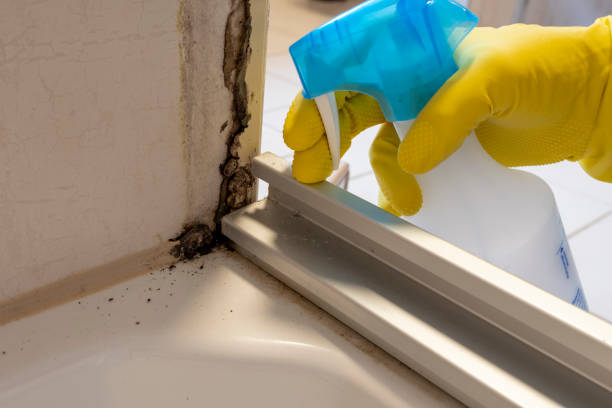 Best Certified Mold Removal  in Kenton, OH